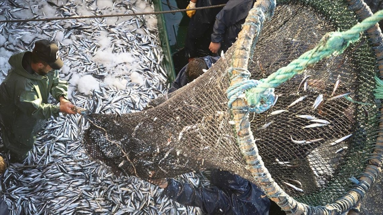 Ege Bölgesi'nden geçen yıl 741 milyon dolarlık balık ihraç edildi