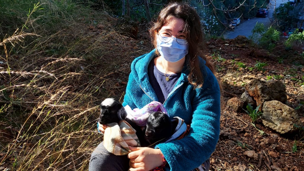 Mahsur kalan keçi ve yeni doğan yavruları kurtarıldı