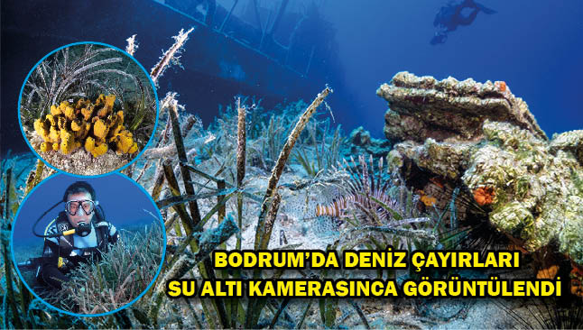 Bodrum'da deniz çayırları su altı kamerasınca görüntülendi