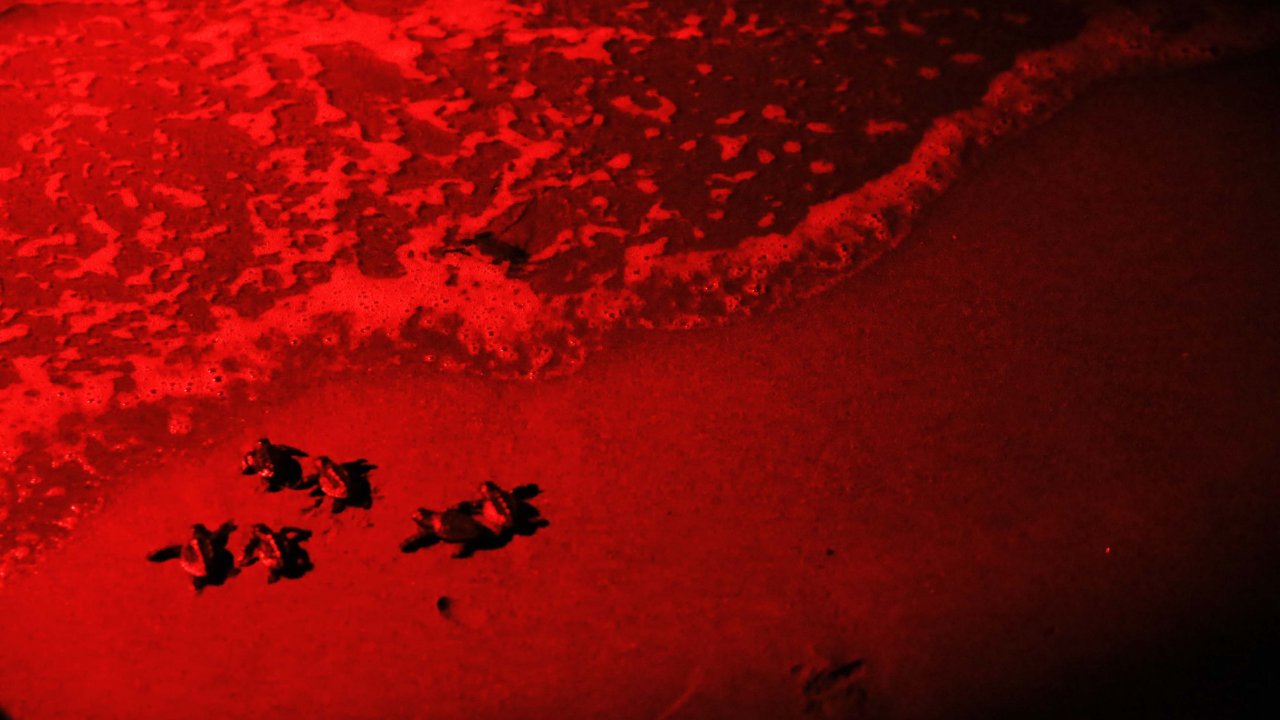 İztuzu kumsalındaki yavru caretta carattaların denize ulaşma çabası