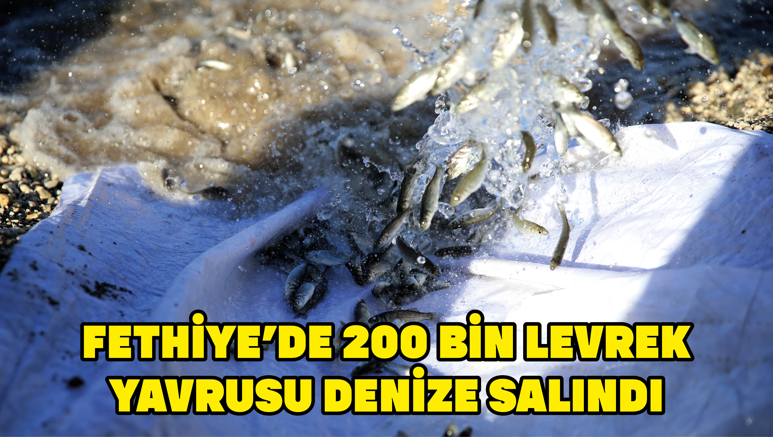 Fethiye'de 200 bin levrek yavrusu denize salındı