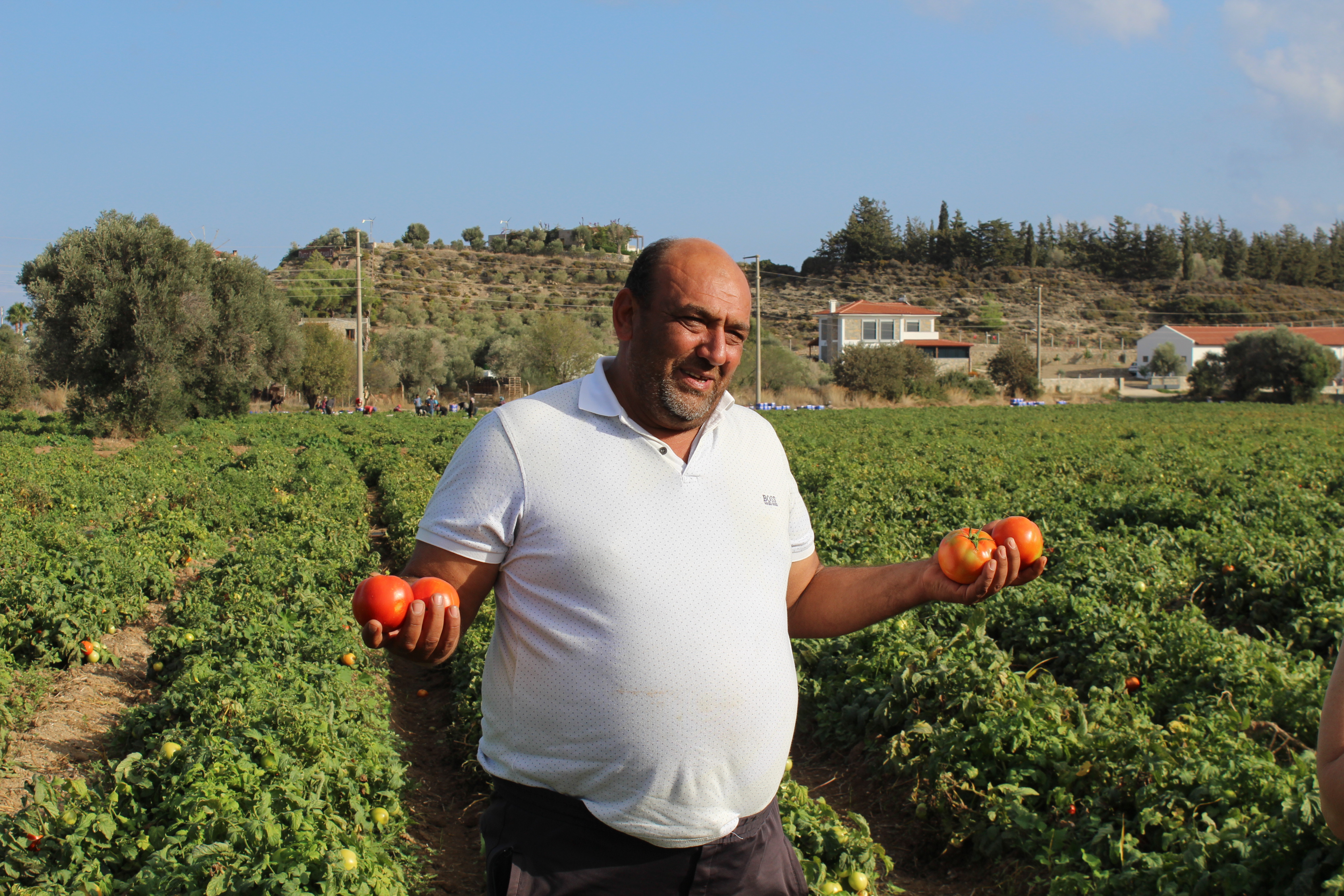 Datça'da güz domatesi hasadına başlandı