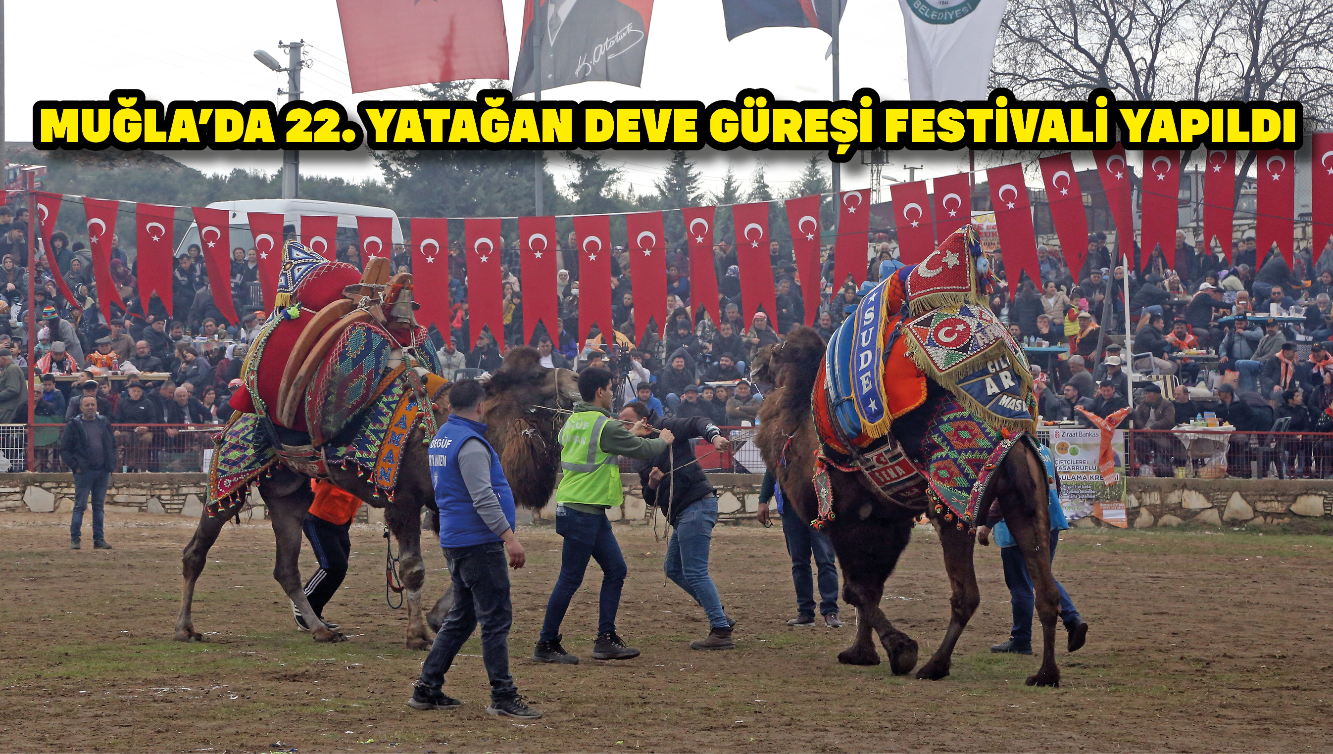 Muğla'da 22. Yatağan Deve Güreşi Festivali yapıldı