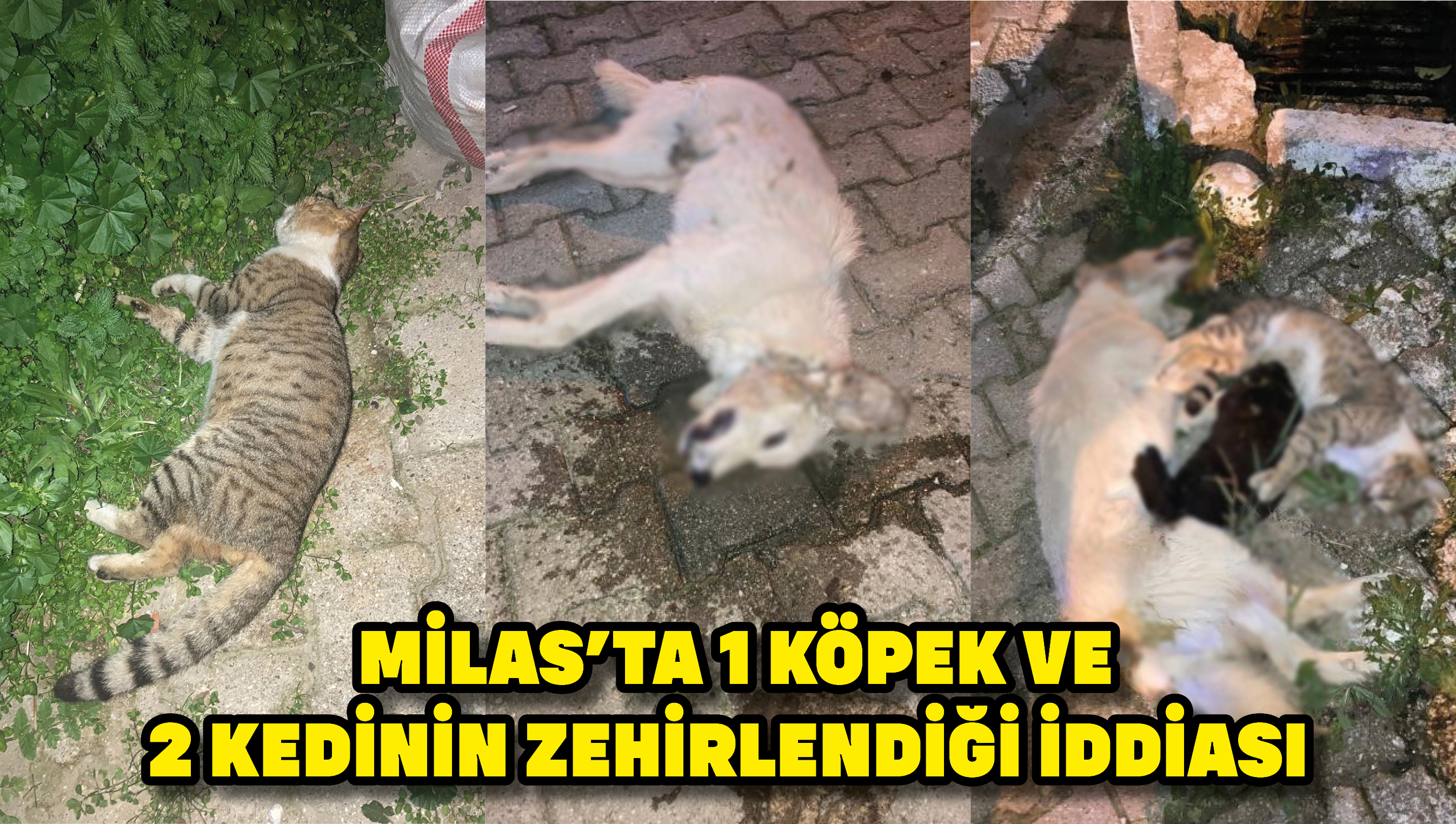Milas’ta 1 köpek ve 2 kedinin zehirlendiği iddiası