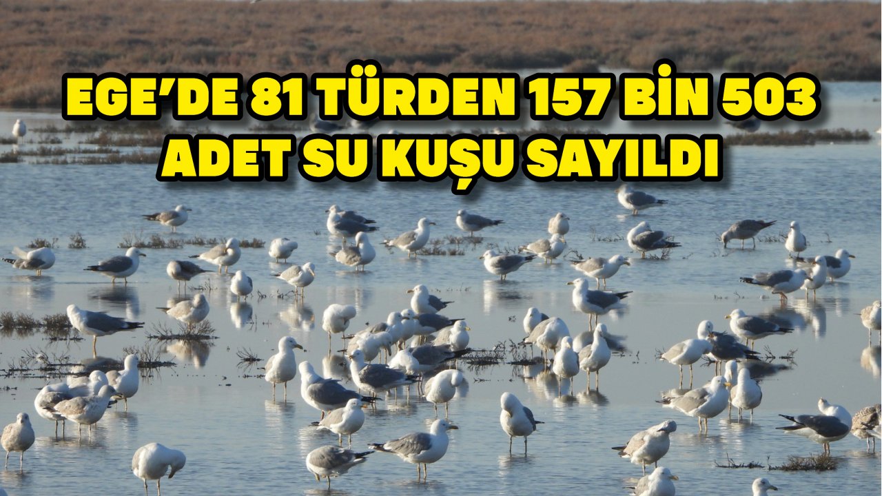 Ege'de 81 türden 157 bin 503 adet su kuşu sayıldı