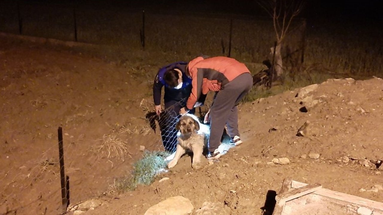 Bahçe tellerine sıkışan köpeği zabıta kurtardı
