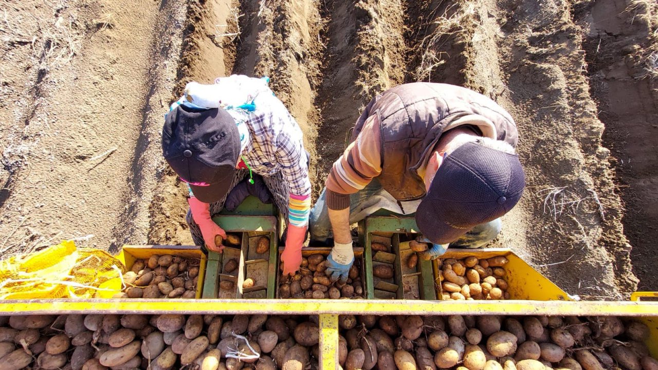 Muğla’da 60 çeşit patatesin denemesi yapıldı