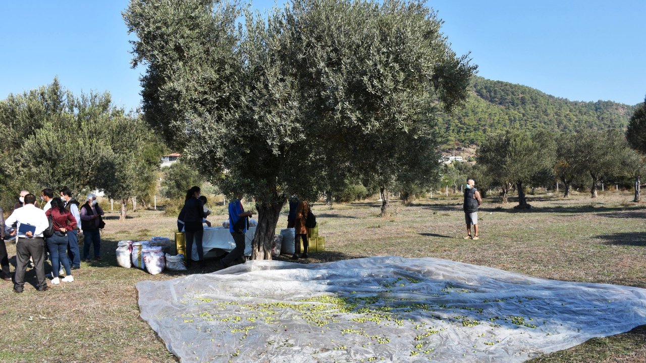 Marmaris'te zeytin hasadına başlandı