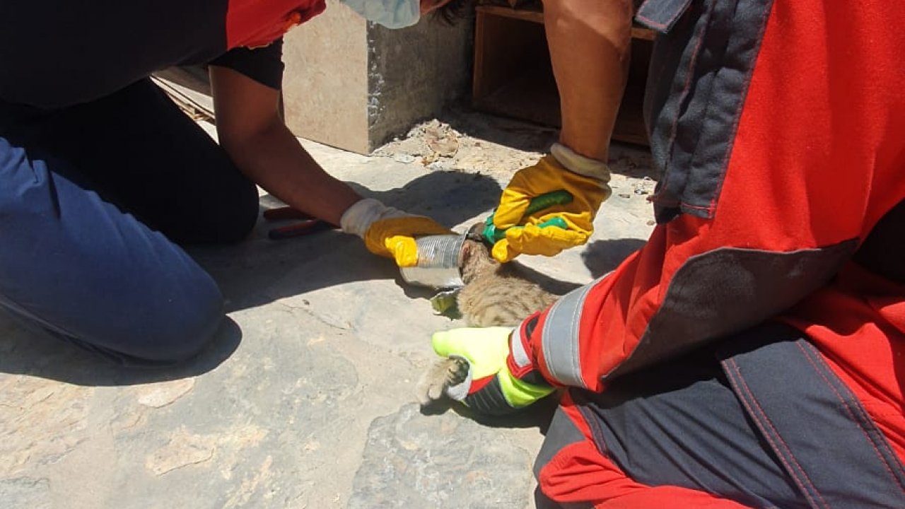 Bodrum’da başı konserve kutusuna sıkışan kedi kurtarıldı