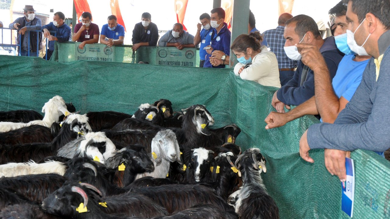 Muğla’da 100 aileye 300 kıl keçisi hibe edildi