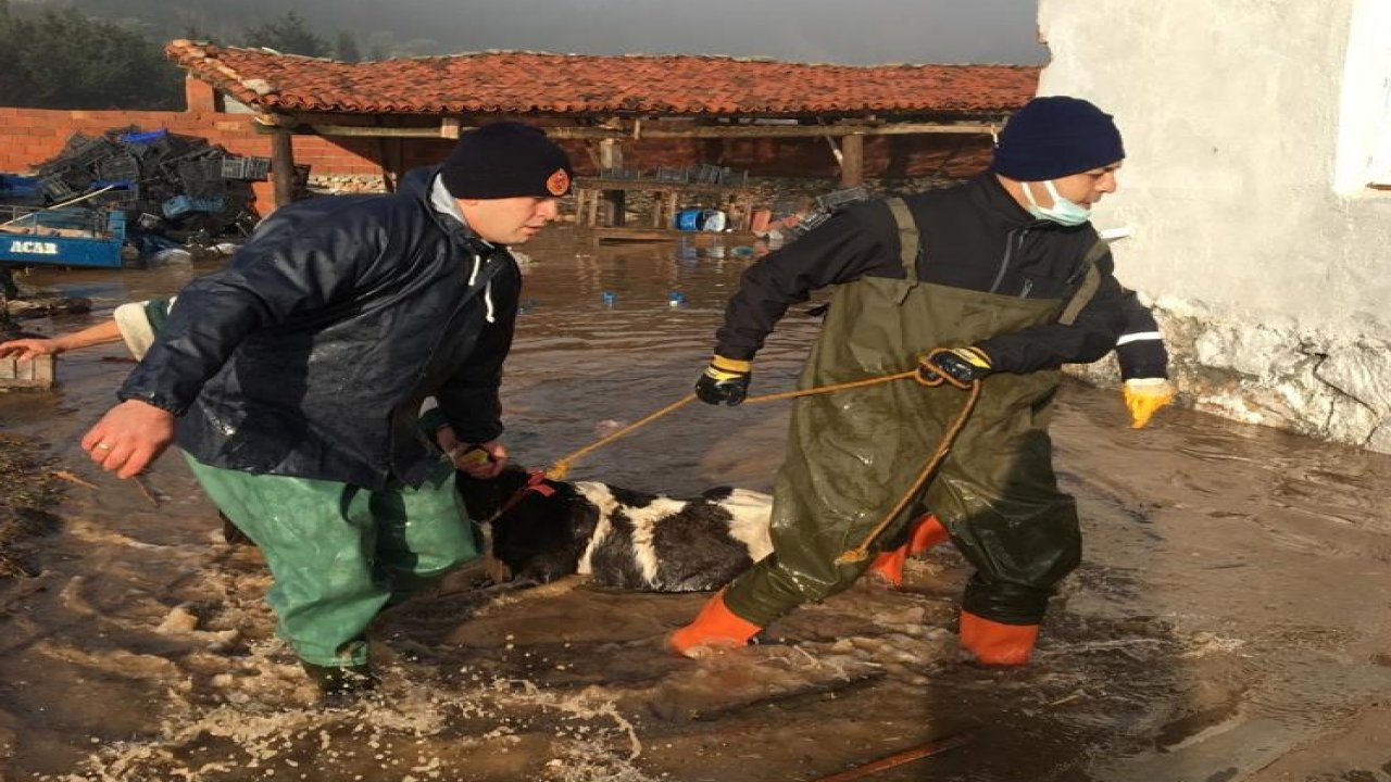 Şiddetli yağışta mahsur kalan hayvanları AFAD ekipleri kurtardı