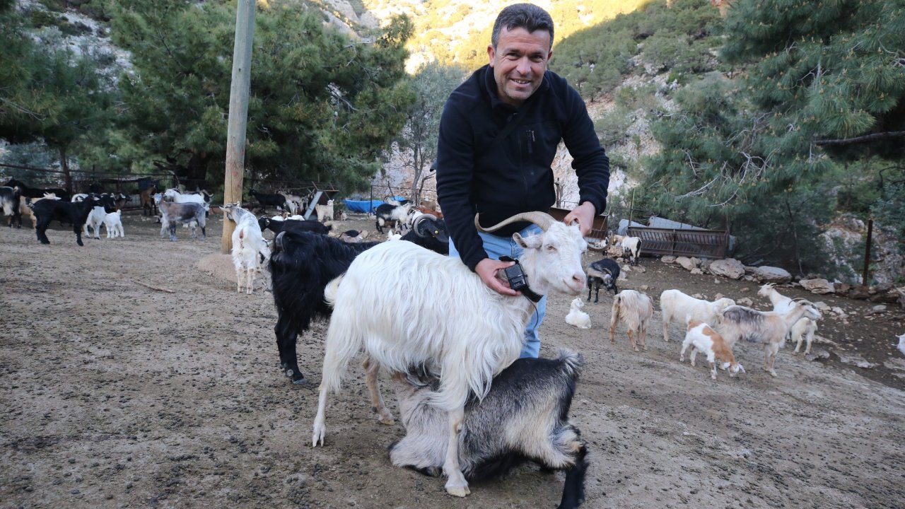 Bodrum'un "teknolojik çobanı" sürüsünü GPS cihazıyla izliyor
